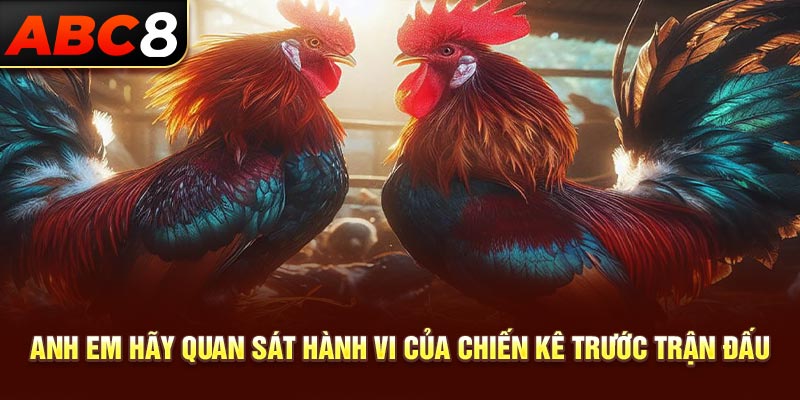 Anh em hãy quan sát hành vi của chiến kê trước trận đấu