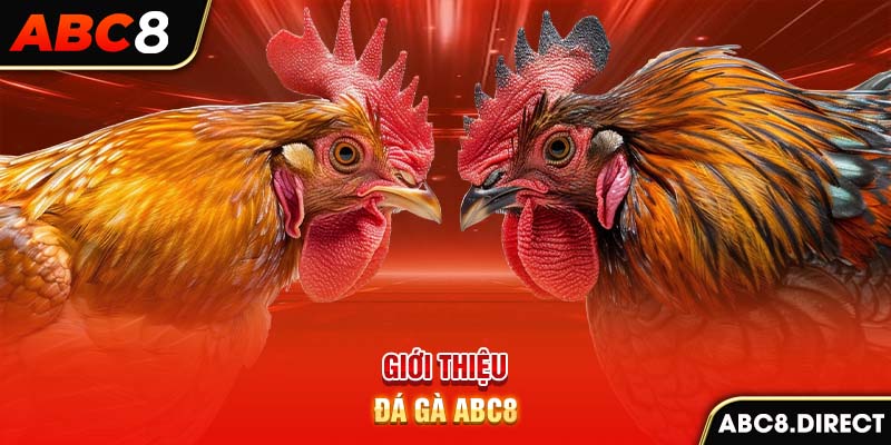 Giới thiệu đá gà ABC8